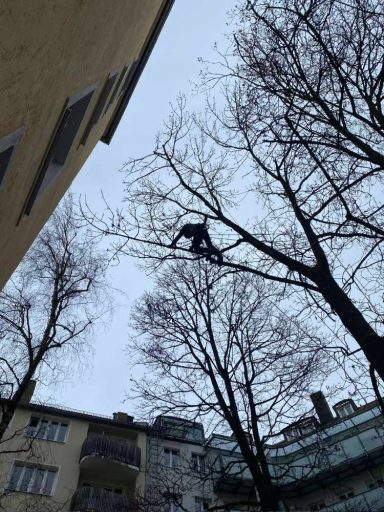 Patrick Weihe Baumpflege im Stadtgebiet